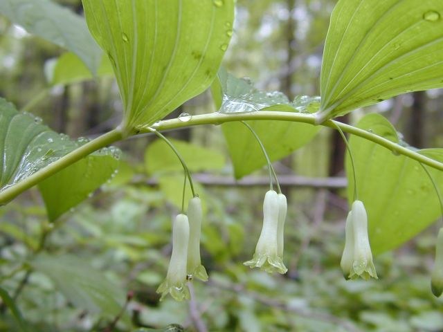 polygonatum_multiflorum1.jpg