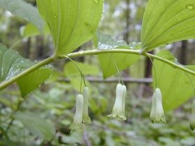 polygonatum_multiflorum1_280.jpg