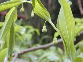 polygonatum_multiflorum_280.jpg