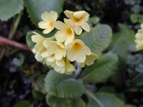 Wald-Schlüsselblume (Primula elatior)