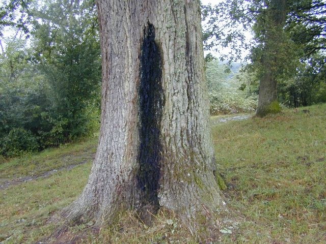 quercus_robur.jpg