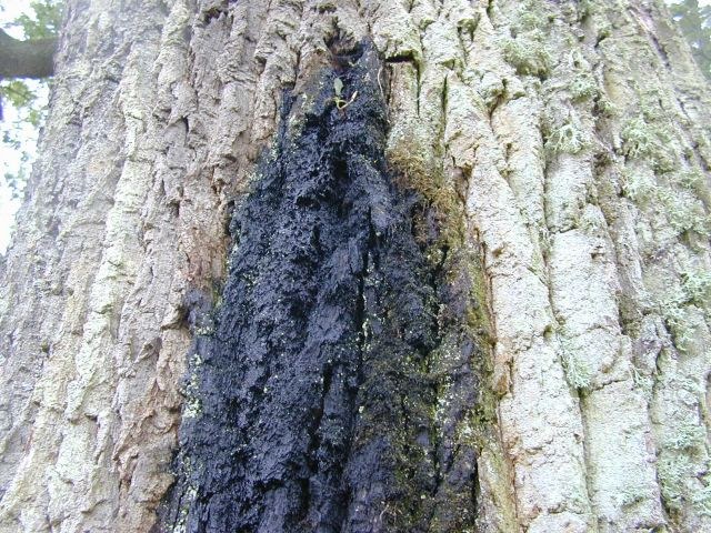 quercus_robur1.jpg