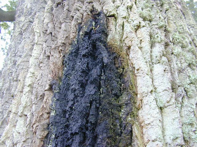 quercus_robur1.jpg