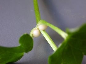 Frühlings-Scharbockskraut: Brutknöllchen in den Blattachseln