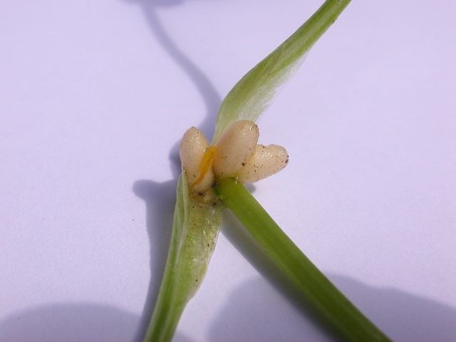 r_ficaria_brut3.jpg