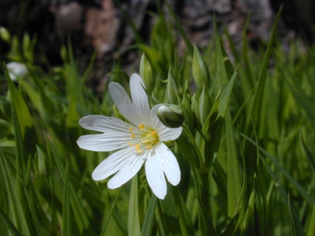 stellaria_holostea.jpg