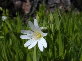 Echte Sternmiere (Stellaria holostea)