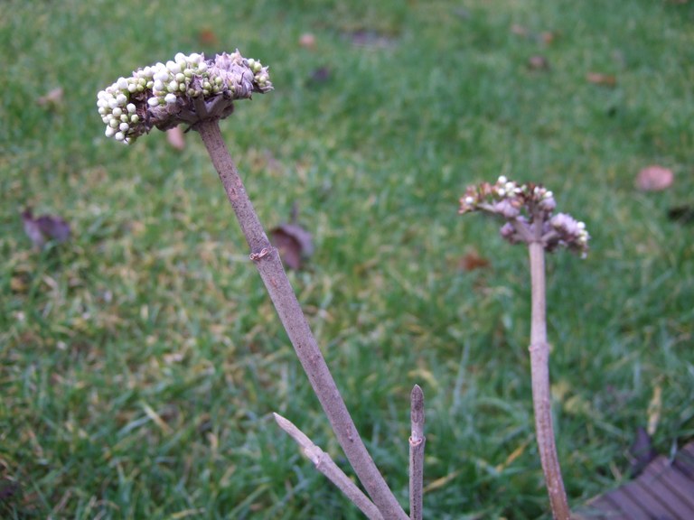 strauchblueten_10_1_07.jpg