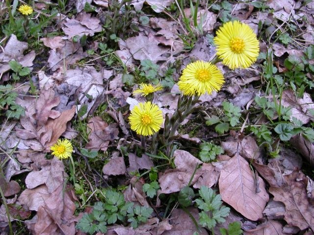tussilago_farfara1.jpg