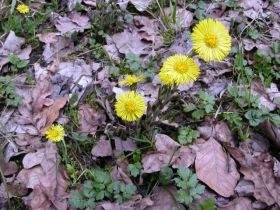 tussilago_farfara1_280.jpg