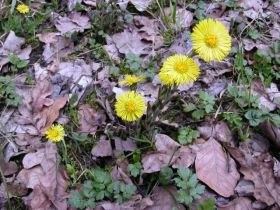 Huflattich (Tussilago farfara)