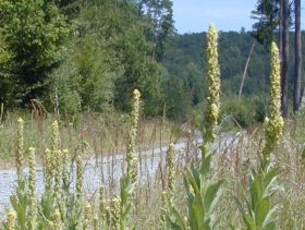 verbascum_thapsus_thapsus_280.jpg