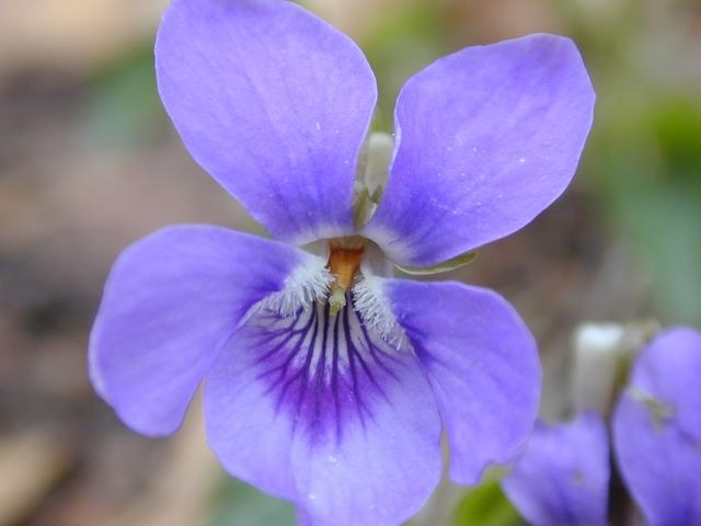 viola_silvestris1.jpg