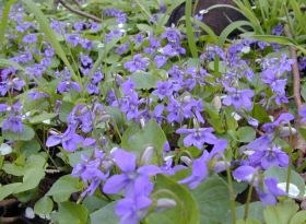 Wald-Veilchen (Viola silvestris)