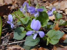 Wald-Veilchen (Viola silvestris)