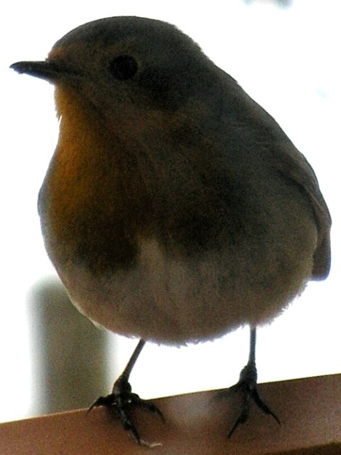 erithacus_rubecula.jpg