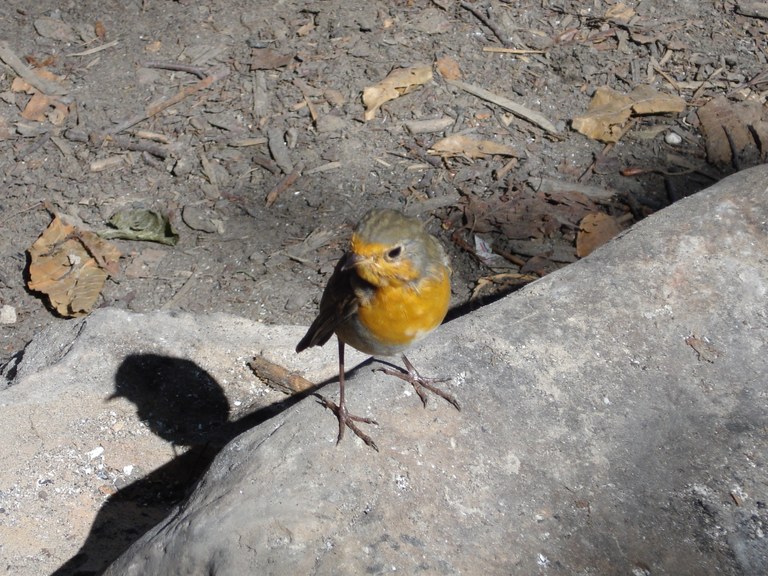 erithacus_rubecula1.JPG