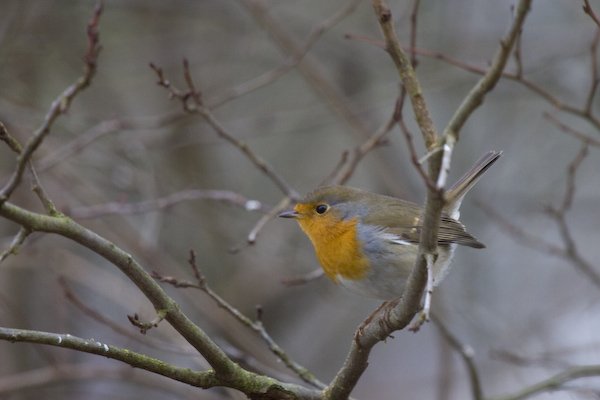 erithacus_rubecula_benjamin_waldmann.jpg