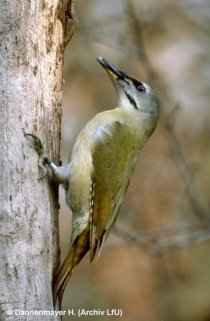 Grauspecht Picus canus © H. Dannenmayer