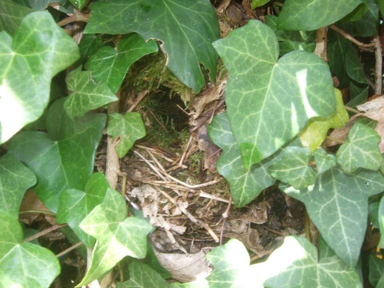 troglodytes_nest_1024.jpg