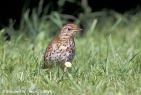 Singdrossel Turdus philomelos © W. Schubert