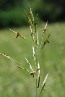 Aufrechte Trespe (Bromus erectus)