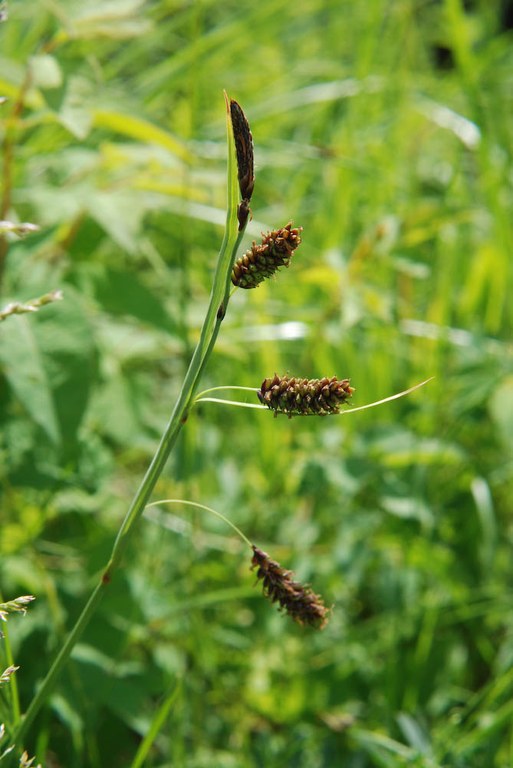carex_flacca.jpg
