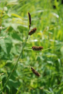 Blaugrüne Segge (Carex flacca)