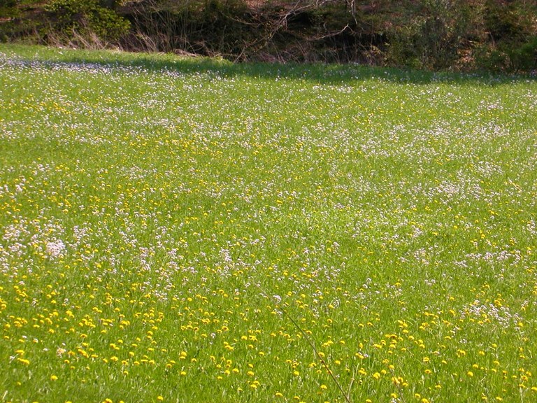 fette_wiese_1024.jpg