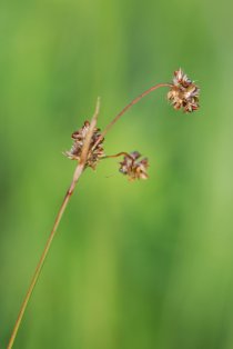 Gemeine Hainsimse Luzula campestris