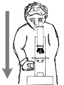 mikroskop_bedienung_scharfstellen_beim_durchschauen.jpg