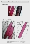 Vorschau Lösungsfolie Zwiebelzellen farbig