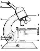 Zeichnung Lichtmikroskop
