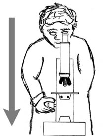 mikroskop_bedienung_scharfstellen_beim_durchschauen.jpg