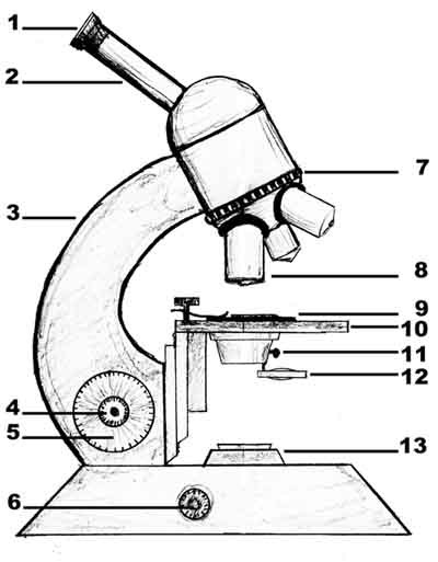 mikroskop_beschriftungspfeile.jpg