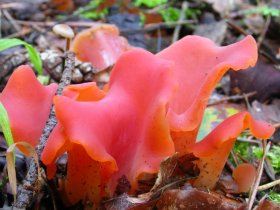 Rötlicher Gallerttrichter (Tremiscus helvelloides)