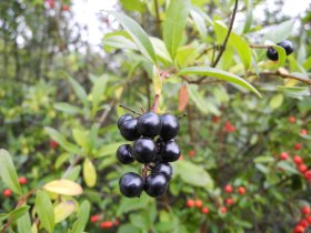 In dem Saft von Ligusterbeeren sind stark gefärbte Zellen, die man für die Plasmolyse verwenden kann.