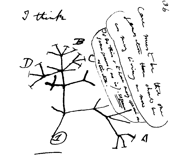 historische Stammbaumdarstellung von Charles Darwin "I think.."