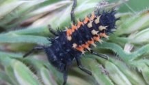 harmonia_axyridis_larve_200.jpg