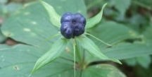 paris_quadrifolia_200.jpg