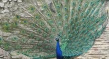 pavo_cristatus_220.jpg