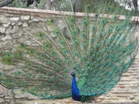 pavo_cristatus_280.jpg