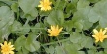 ranunculus_ficaria_200.jpg
