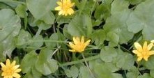 ranunculus_ficaria_200.jpg