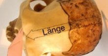 schaedellaenge_200.jpg