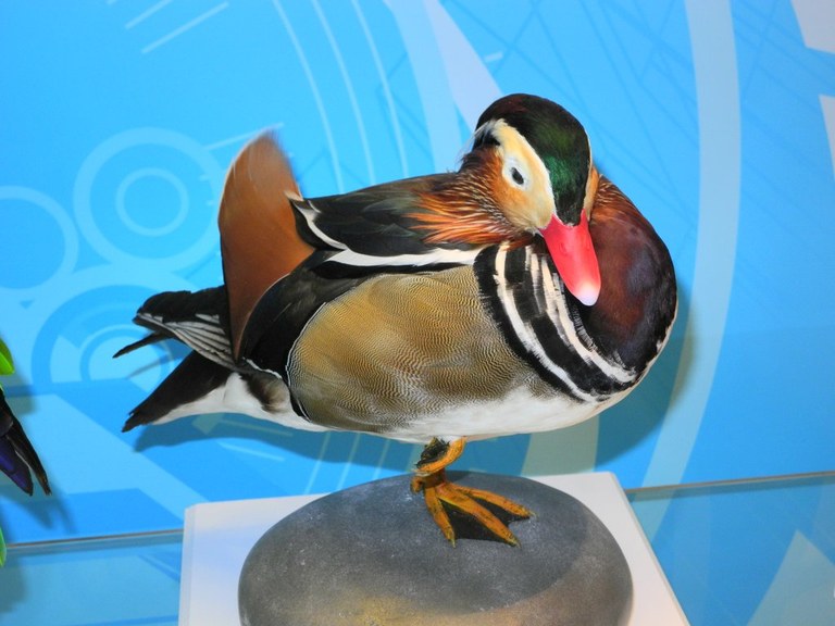 aix_galericulata2_1024.jpg