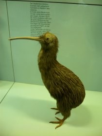 apteryx_australis_280.jpg