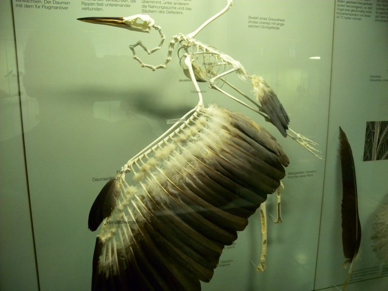 ardea_cinerea_skelett_1024.jpg