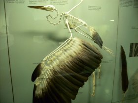 Graureiher (Ardea cinerea) - Skelett