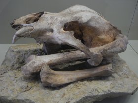Bärenkult des Neandertalers (Rosensteinmuseum)